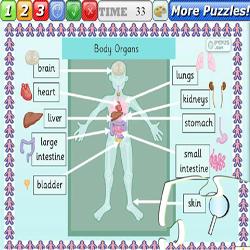 Puzzle Organs human body