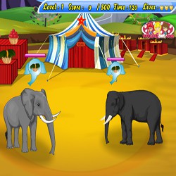 Circus elephants