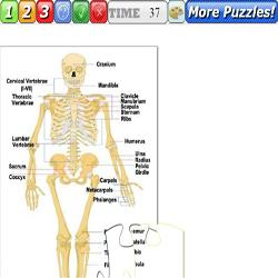 Puzzle Human skeleton