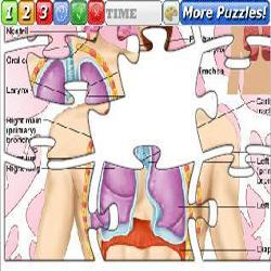 Puzzle The Respiratory System